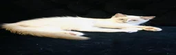 Ragdoll cats for sale: GCCF RAGDOLLS  - Advert 9