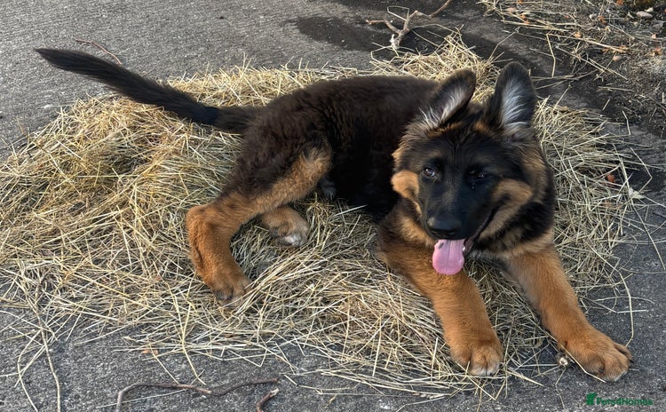 German Shepherd dogs Outstanding -KC registered male German shepherd  - Advert 3