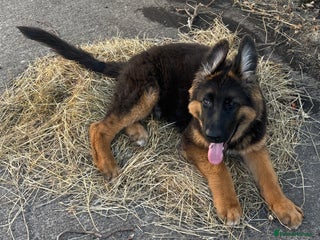 German Shepherd dogs Outstanding -KC registered male German shepherd - Advert 4