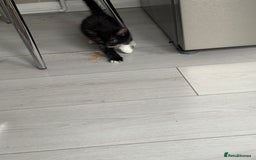 Mixed Breed cats for sale: 3 little kittens - Image 7