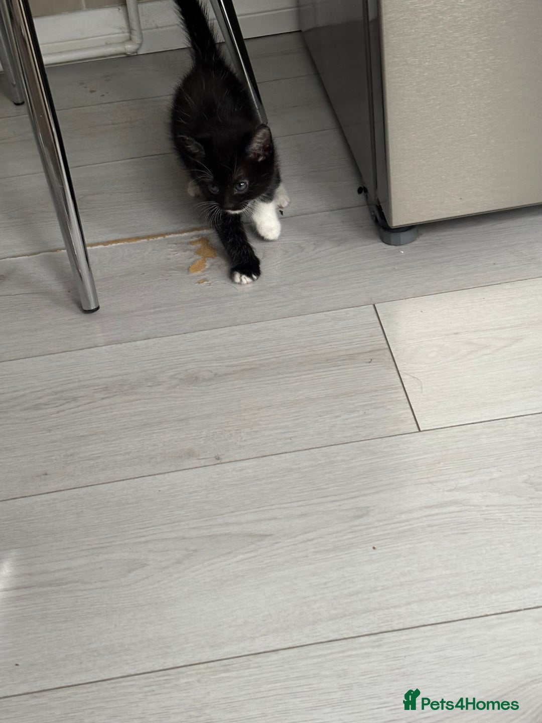 Mixed Breed cats for sale: 3 little kittens - Image 7