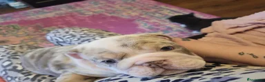 English Bulldog 1