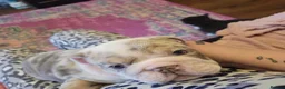 English Bulldog dogs for sale: Beautiful English Bulldog Puppies - Advert 4
