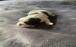 Shih Tzu dogs for sale: Shih tzus puppy for sale - Image 4