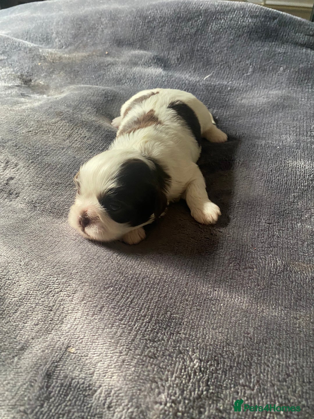 Shih Tzu dogs for sale: Shih tzus puppy for sale - Image 4
