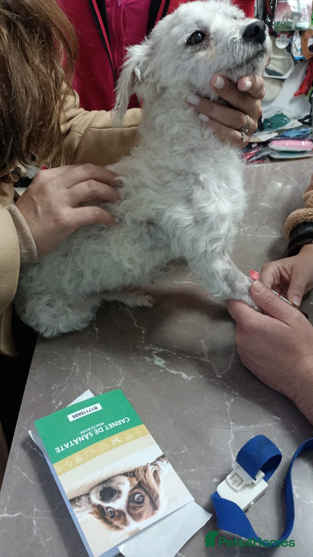 Bichon Frise dogs for adoption: Beautiful & Gentle DAISY - for a Loving Home - Image 6