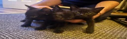 Mixed Breed cats for sale: Kittens for sale! - Advert 2
