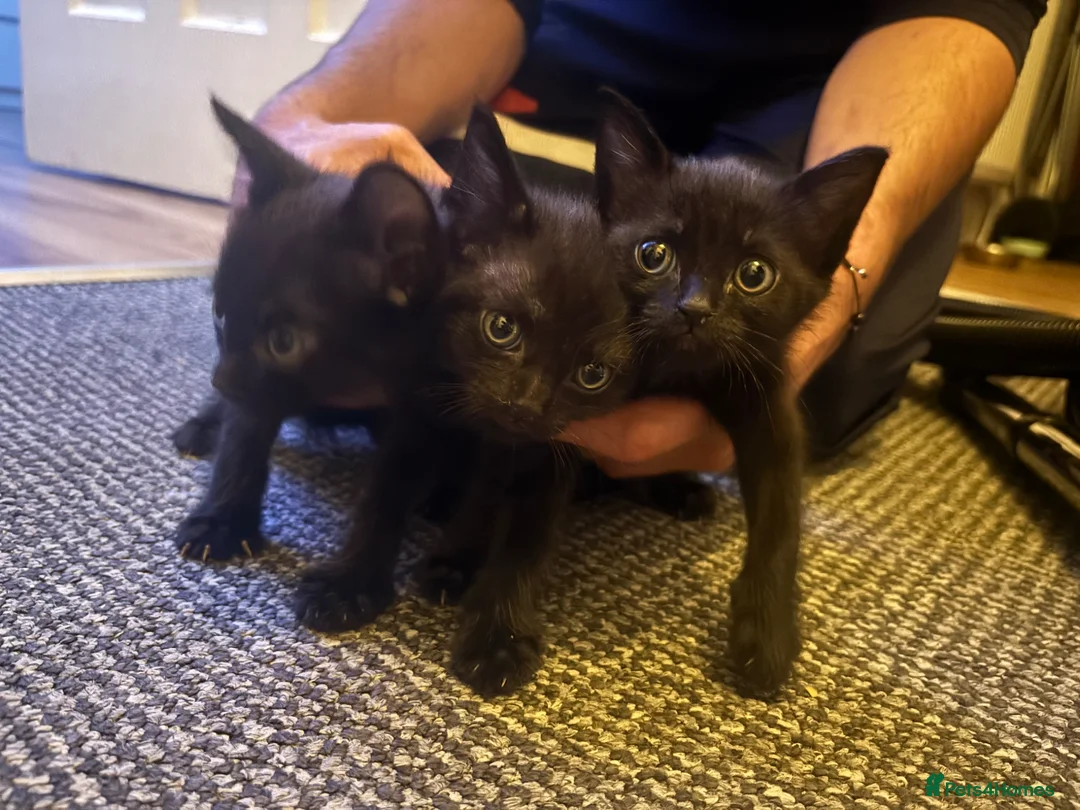 Mixed Breed cats for sale: Kittens for sale! - Advert 2