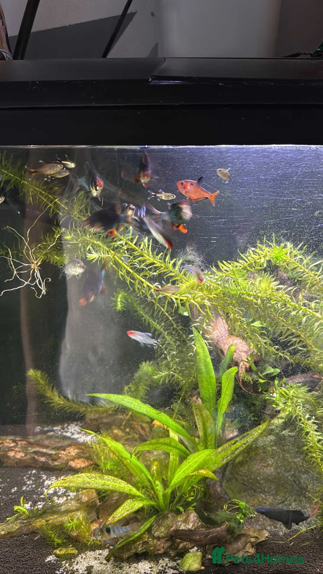 Sharks fish for sale: Tropical fish (community tank) in Southall - Advert 1