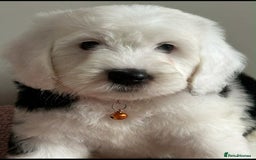 Sheepadoodle dogs for sale: unique midi sheepadoodle babies - Image 34