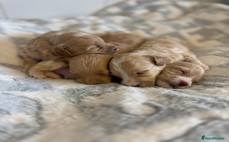 Maltipoo dogs - Advert 3