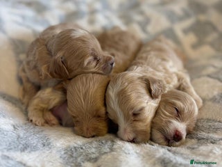 Maltipoo dogs - Advert 2