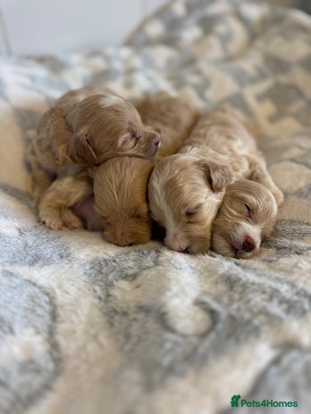 Maltipoo dogs - Advert 3