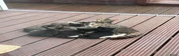 Mixed Breed cats for sale: 6 Cats For Sale (60 each) in Bedford - Advert 9