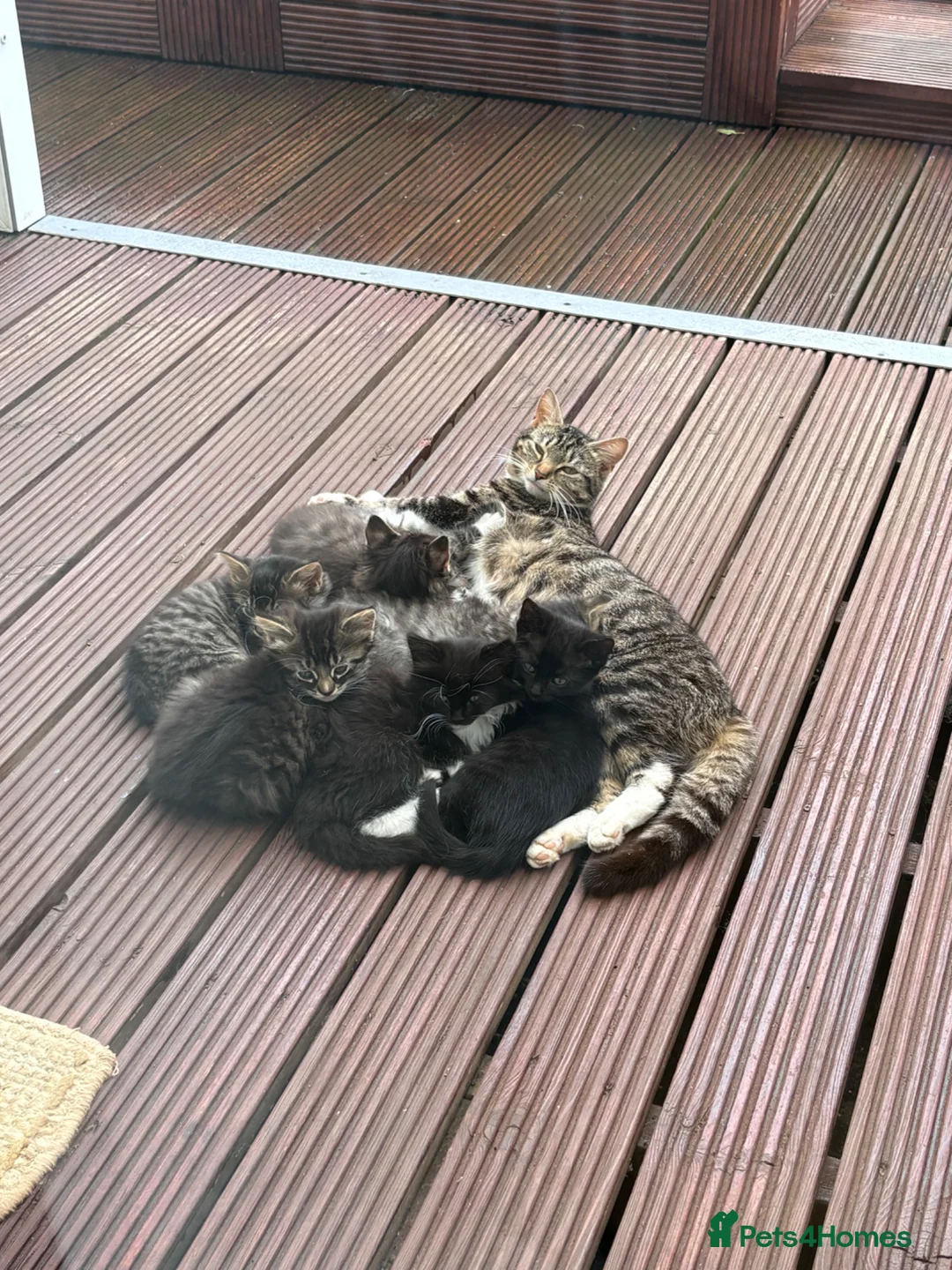 Mixed Breed cats for sale: 6 Cats For Sale (60 each) in Bedford - Advert 9