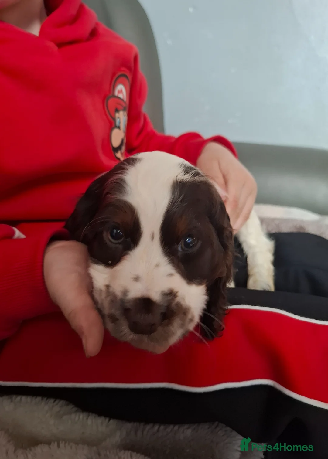 Cocker Spaniel dogs for sale: Cocker spaniel puppies  - Advert 15