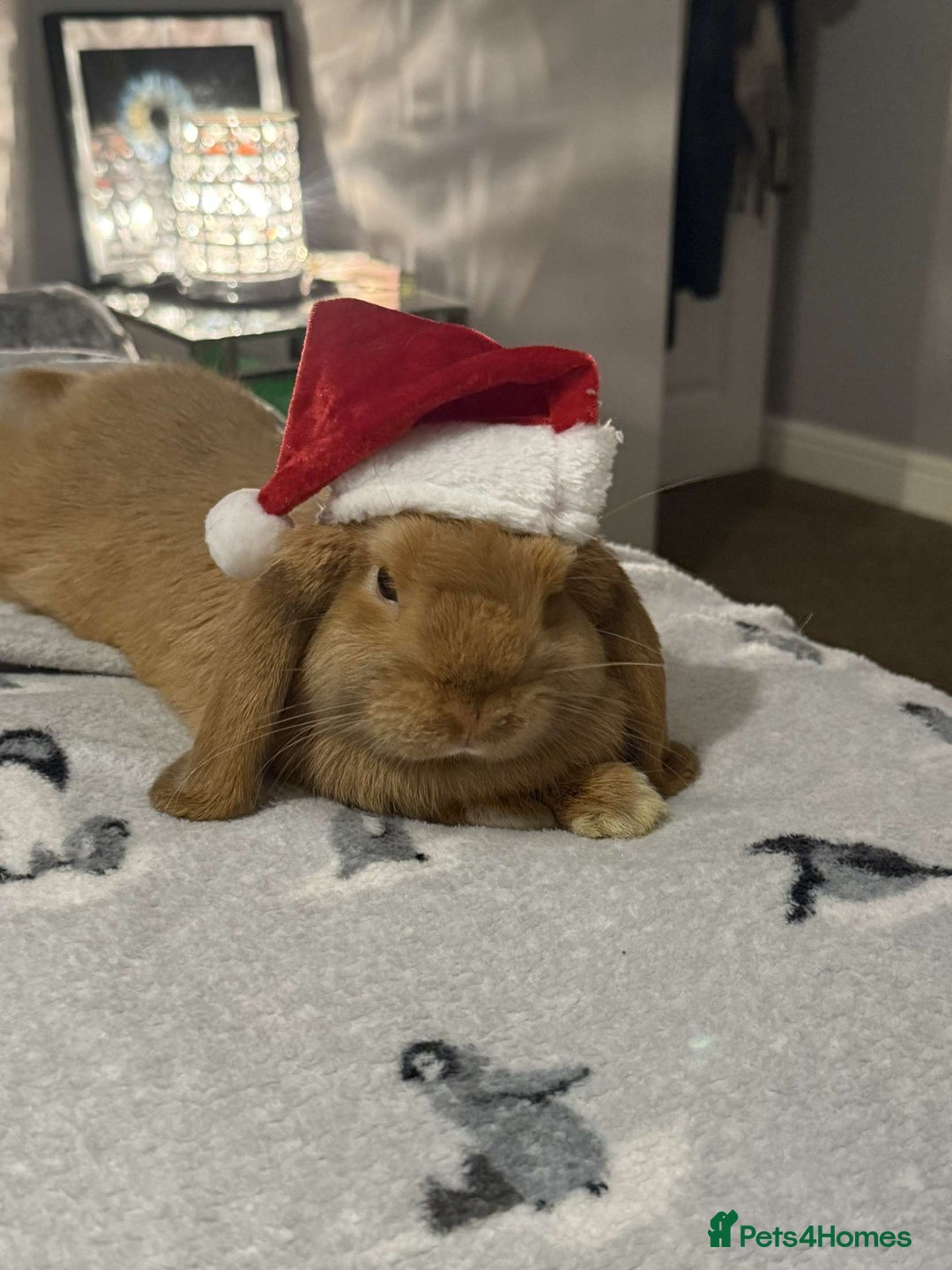 Dwarf Lop rabbits for sale: 1 year 4 month old Male Rabbit for sale  - Advert 2