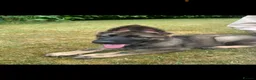 German Shepherd dogs for sale: Dm clear German shepherd pups born on the 19th sep - Advert 16