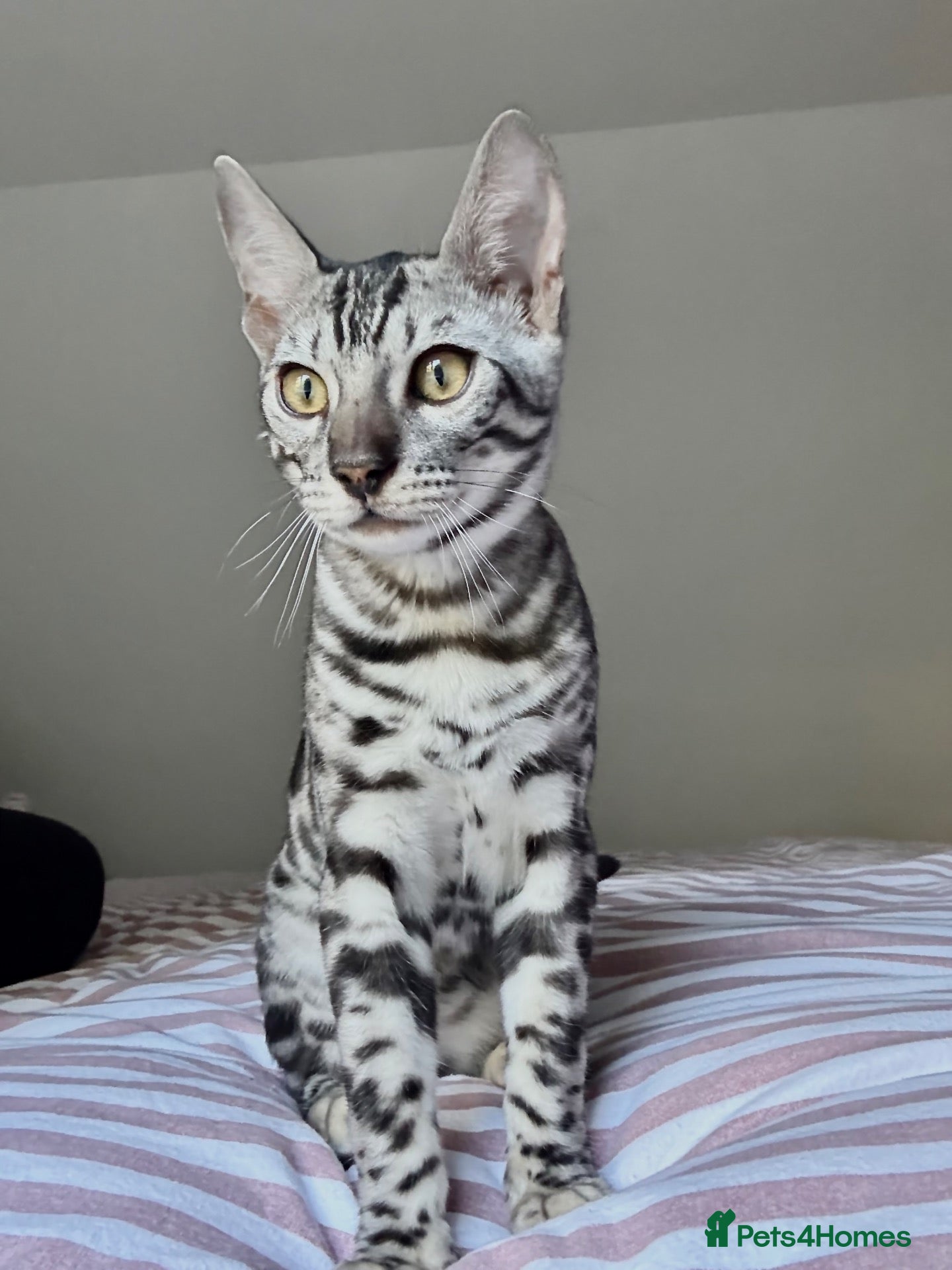 Bengal cats Silver Bengal kitten  - Advert 1
