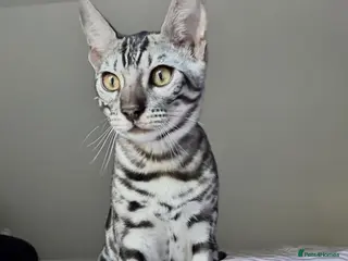 Bengal cats Silver Bengal kitten - Advert 1
