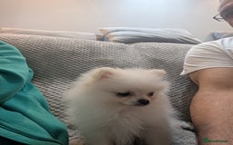 Pomeranian dogs for sale: Puppy Pomeranian miniature  - Advert 2