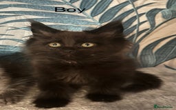 Maine Coon cats for sale: Stunning Maincoon kittens - Image 19