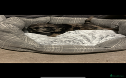 Sproodle dogs for sale: 9 week old male Merle Sproodle - Advert 2