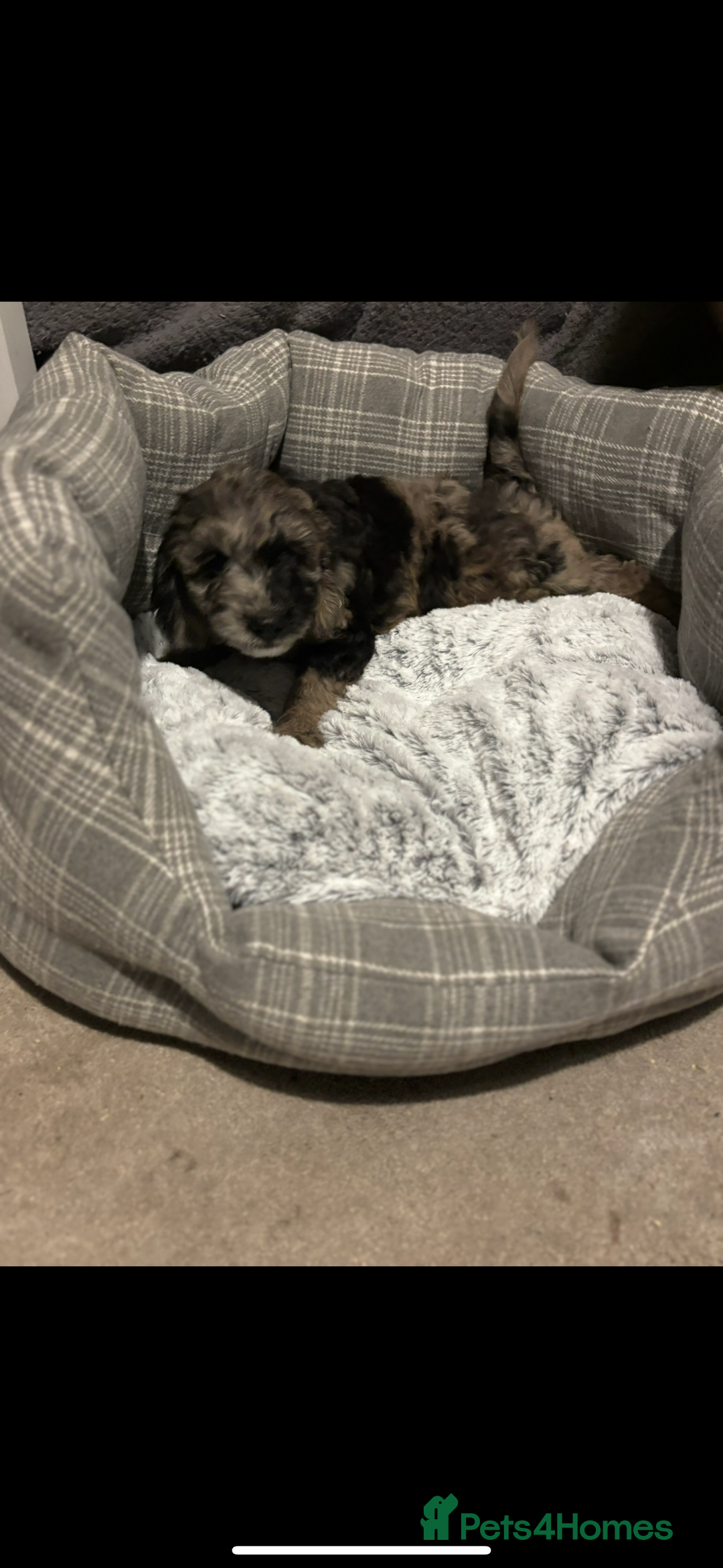 Sproodle dogs for sale: 9 week old male Merle Sproodle - Advert 2