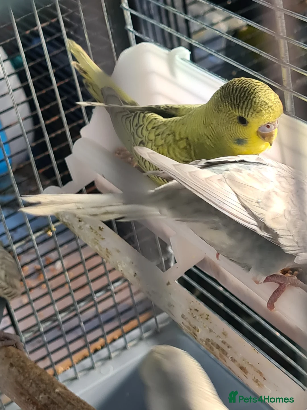 Budgerigars birds for sale: 4 x THIS YEARS BUDGIES PARENT REARED - Advert 2