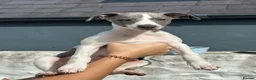 Whippet dogs for sale: 🥰LAST TWO WHIPPET BOYS REMAINING🥰 - Advert 8