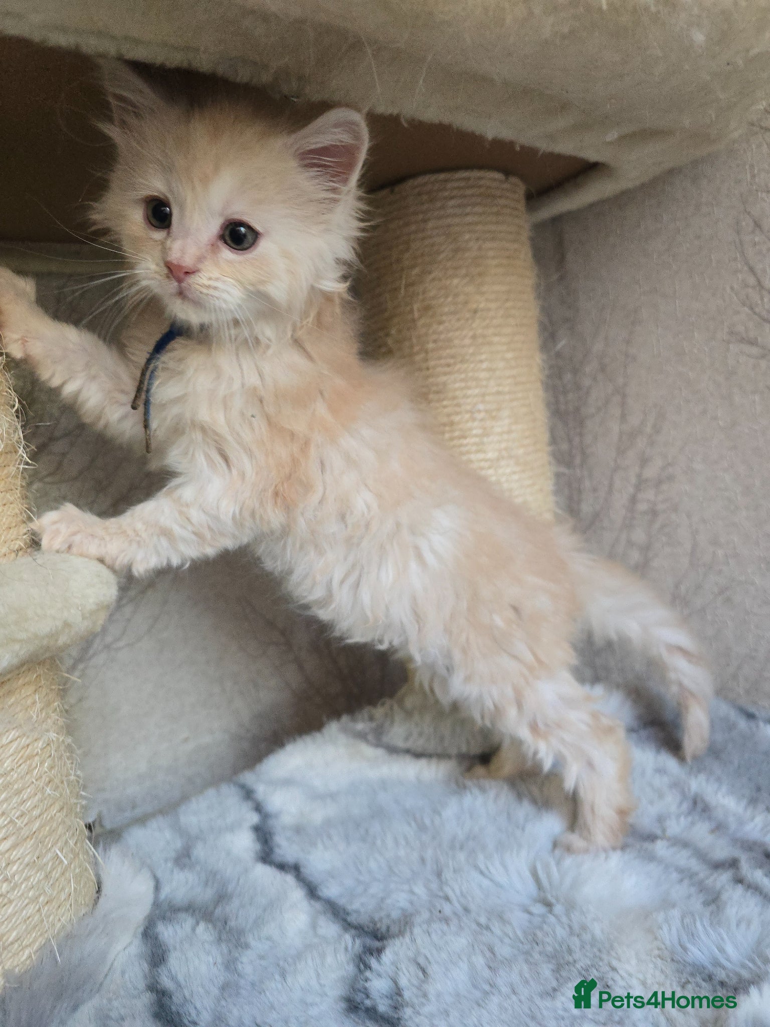 Maine Coon cats RARE Red & Cream Silver Maine Coons - Advert 5