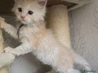 Maine Coon cats RARE Red & Cream Silver Maine Coons - Advert 14