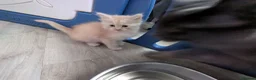 Ragcoon cats for sale: Bouncing beauties ready to go  - Advert 22