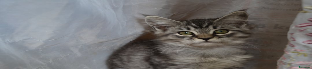 Maine Coon Kitten 2