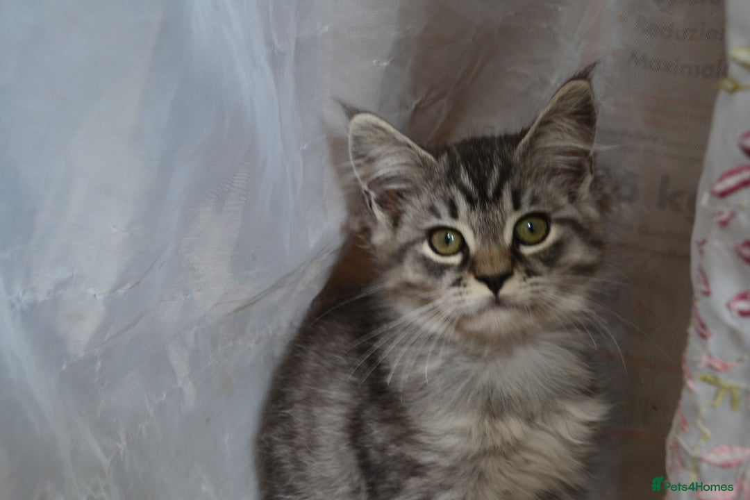 Maine Coon cats for sale: Maine coon Kittens in Oswestry - Image 10