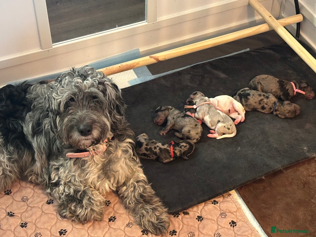 Cockapoo dogs for sale: Stunning cockapoos - Advert 11
