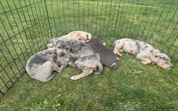 Cane Corso dogs for sale: Cane corso pups  - Image 9