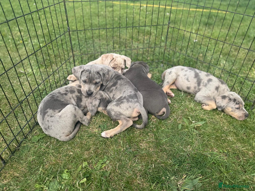 Cane Corso dogs for sale: Cane corso pups  - Image 9
