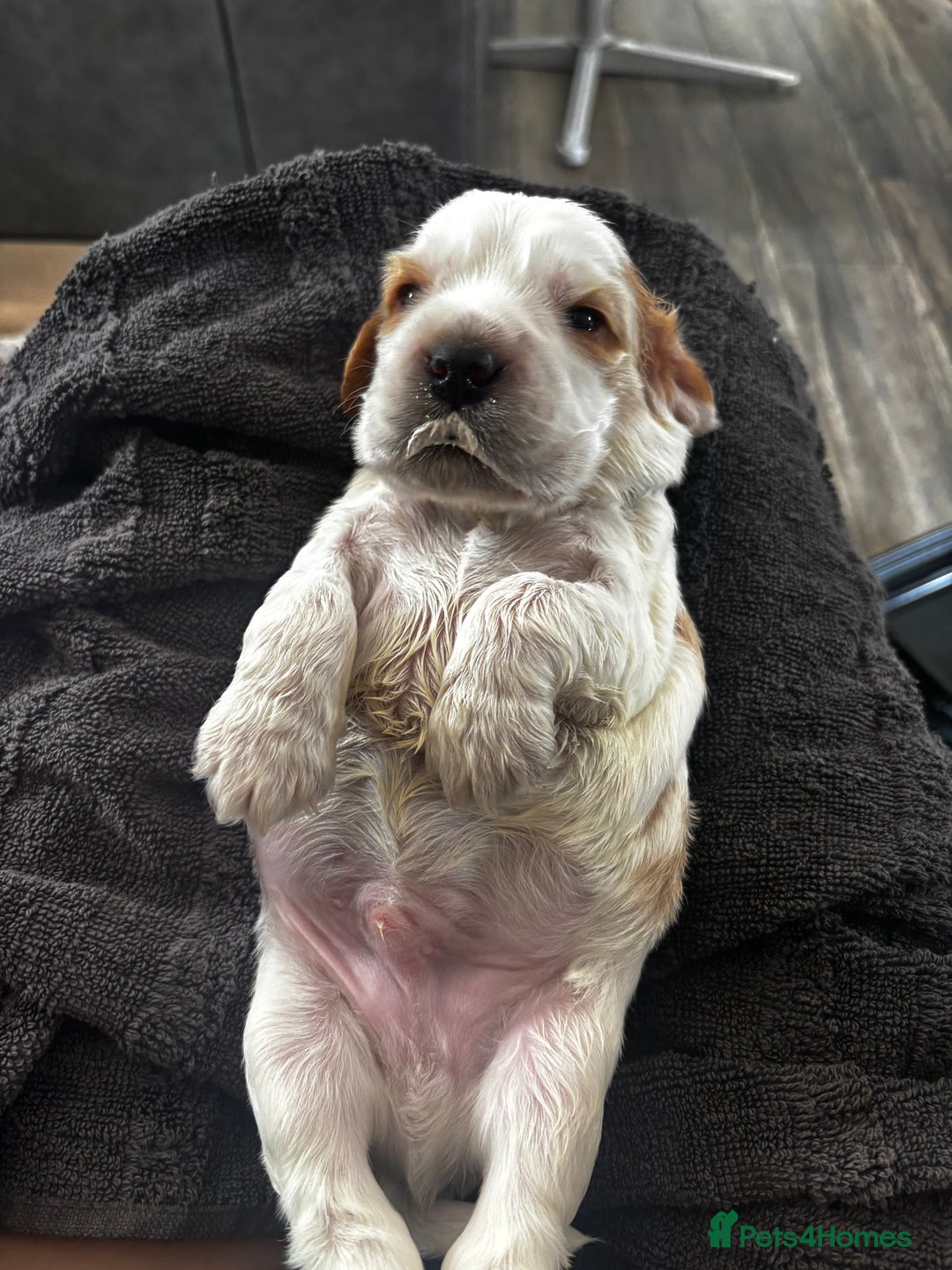 Cocker Spaniel dogs for sale: COME AND MEET US NOW Outstanding  show type - Image 3