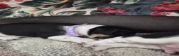 Jack Russell dogs for sale: Pure Jack russel tri colour boy puppies.  - Advert 13