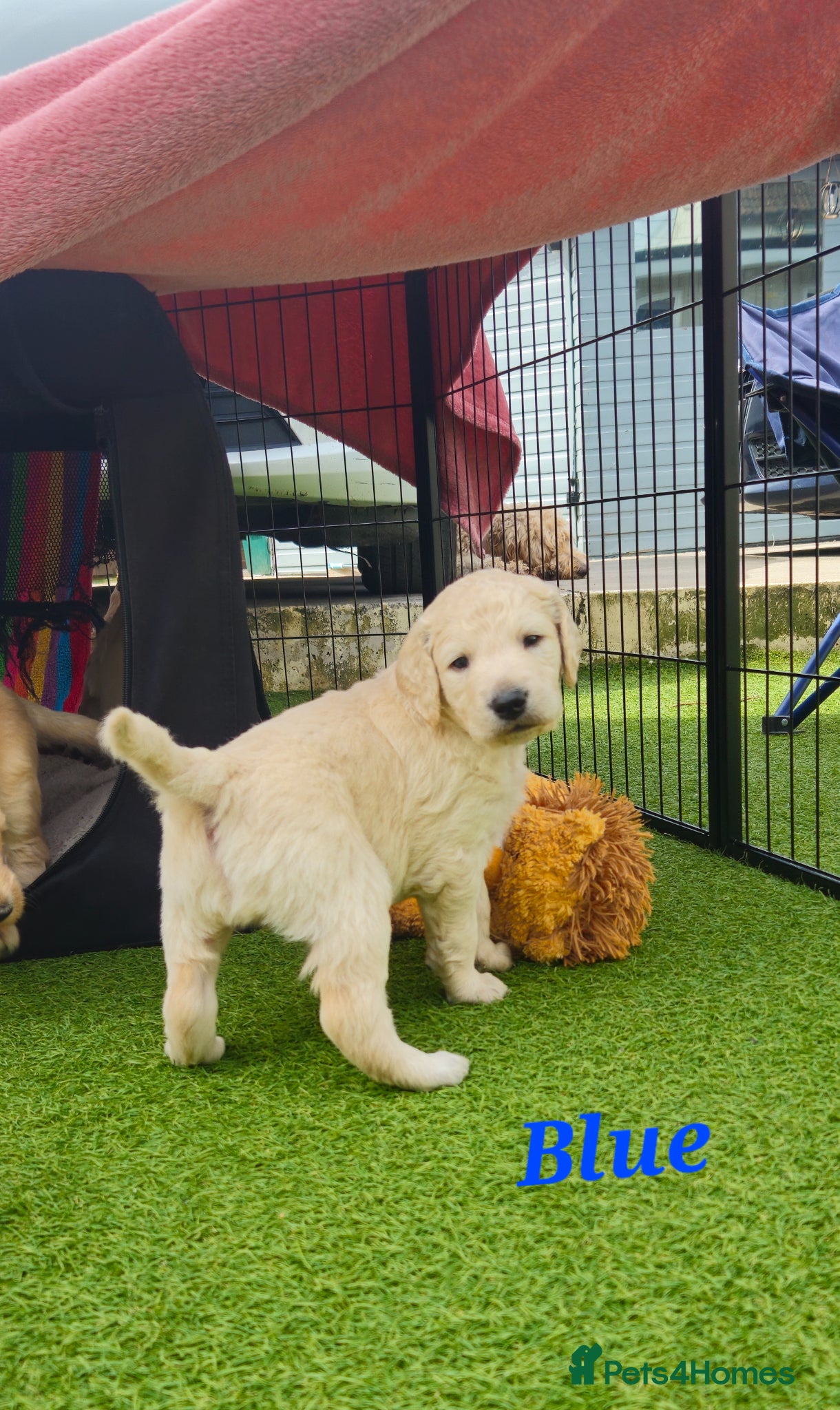 Double Doodle dogs Double Doodle Puppies (Hypoallergenic) - Advert 8