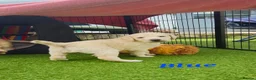 Double Doodle dogs for sale: Double Doodle Puppies (Hypoallergenic) - Advert 5