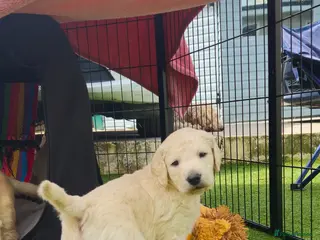 Double Doodle dogs Double Doodle Puppies (Hypoallergenic) - Advert 8