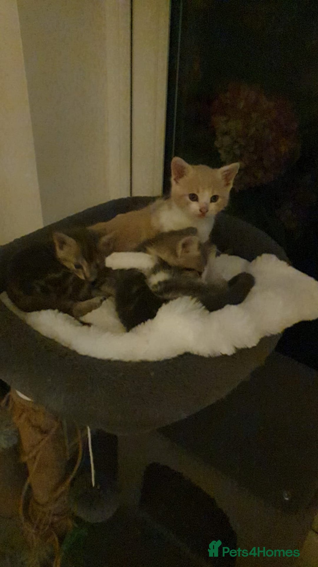 Maine Coon cats for sale: Fluffy crossed maine coon kittens for sale - Image 10