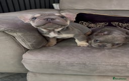 French Bulldog dogs for sale: Frenchie girl puppy’s 1 visual fluffy, 1 big rope  - Image 10