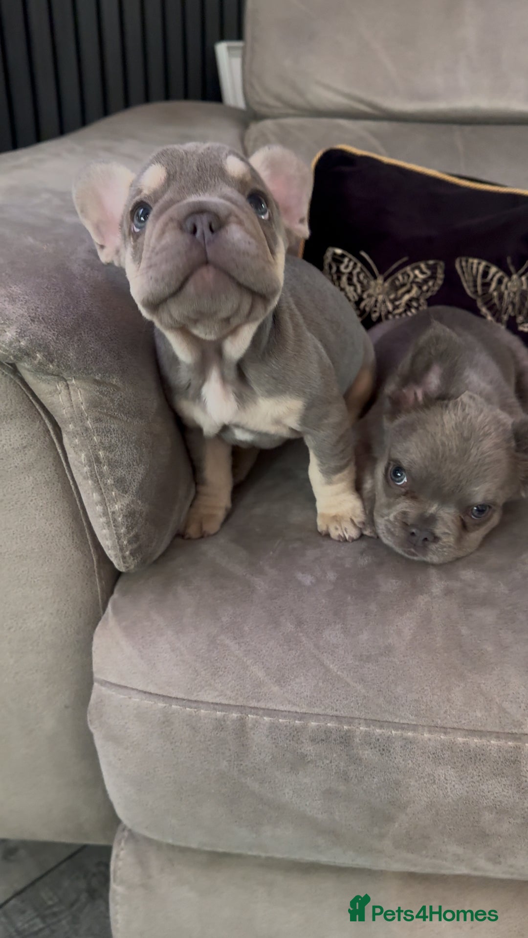 French Bulldog dogs for sale: Frenchie girl puppy’s 1 visual fluffy, 1 big rope  - Image 10