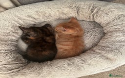 Mixed Breed cats for sale: 3 beautiful playful kittens  - Image 5