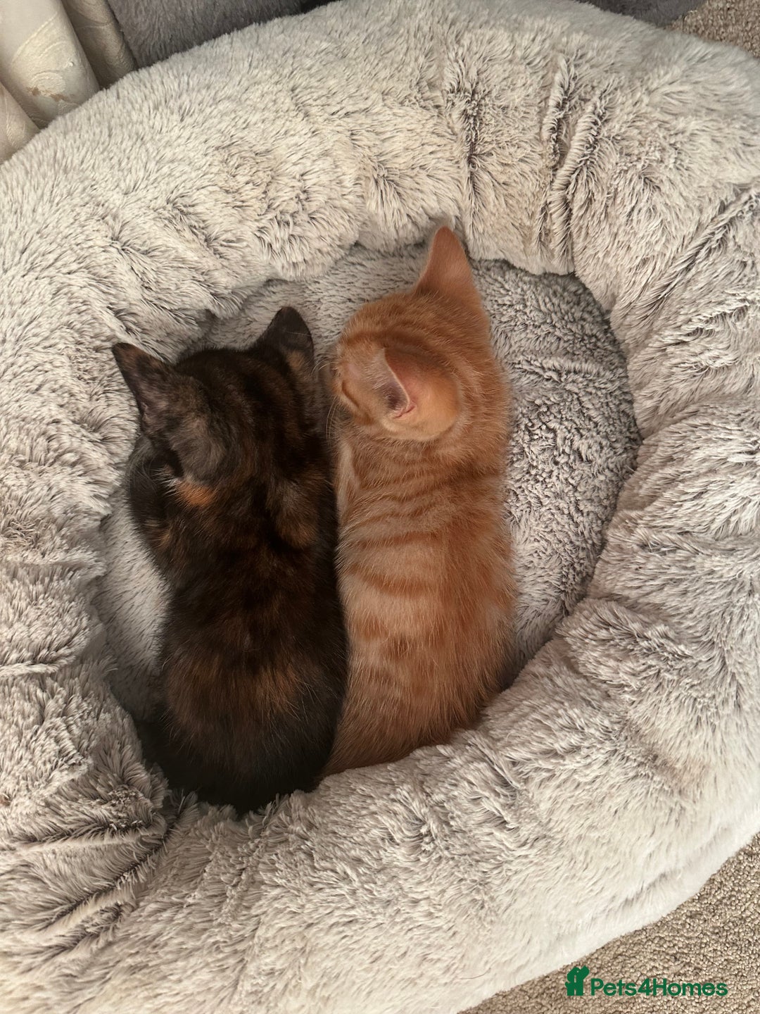 Mixed Breed cats for sale: 3 beautiful playful kittens  - Image 5