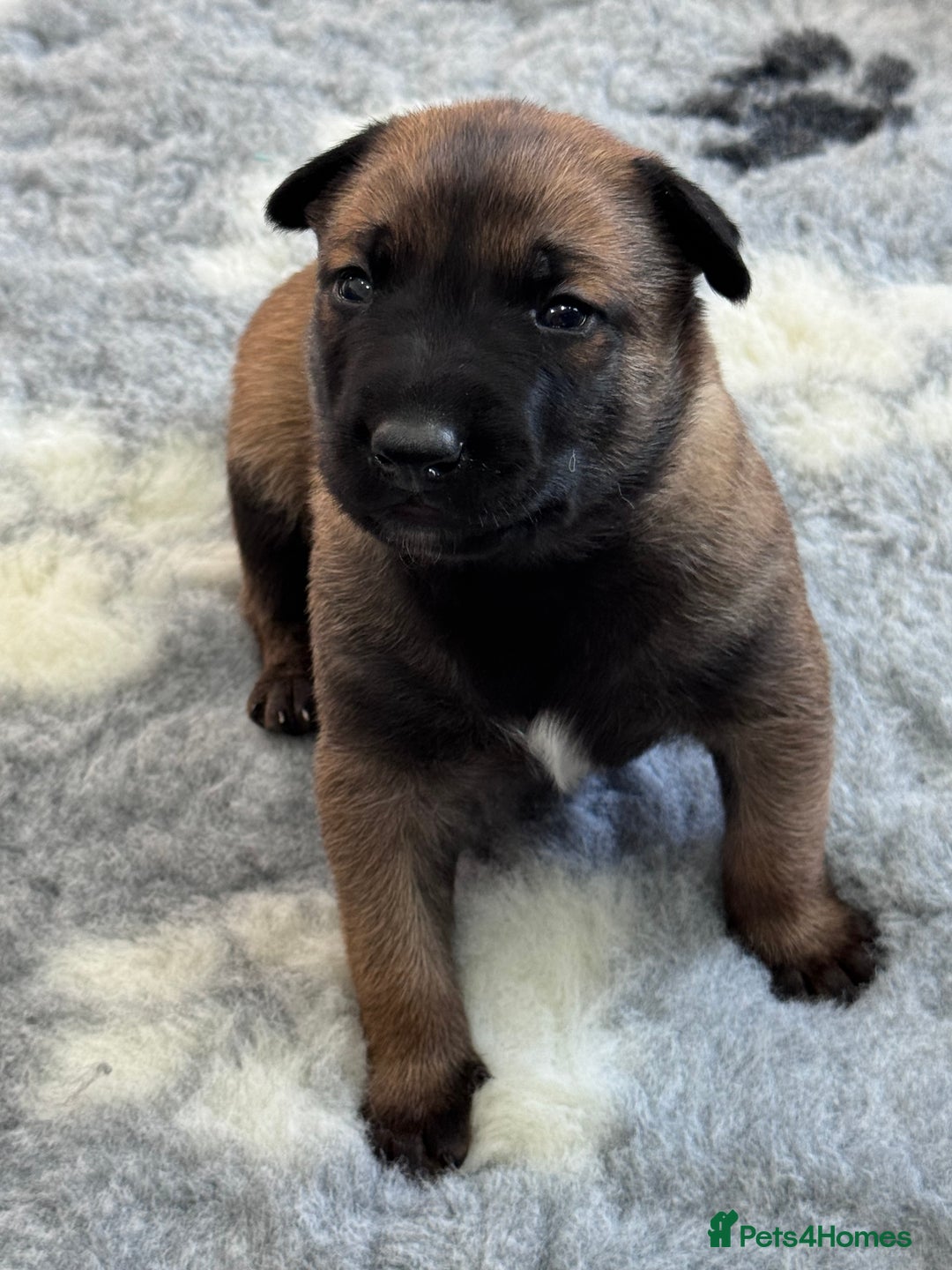 Belgian Shepherd Dog dogs for sale: Belgian Malinois Puppies - Advert 15