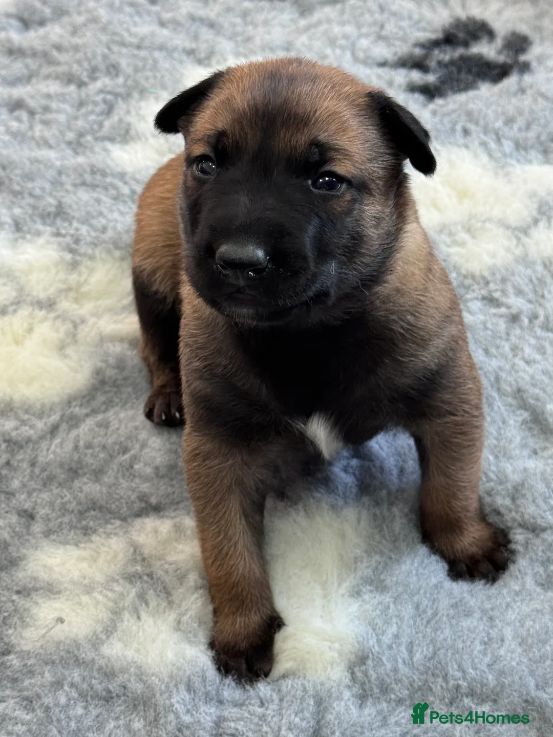 Belgian Shepherd Dog dogs for sale: Belgian Malinois Puppies - Advert 16